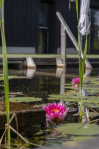 http://Zenvijver%20bonkert%20buiten